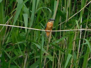 Common Kingfisher Minuma Rice Field Sat, 5/8/2021