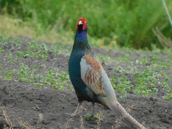 Green Pheasant Minuma Rice Field Sat, 5/8/2021