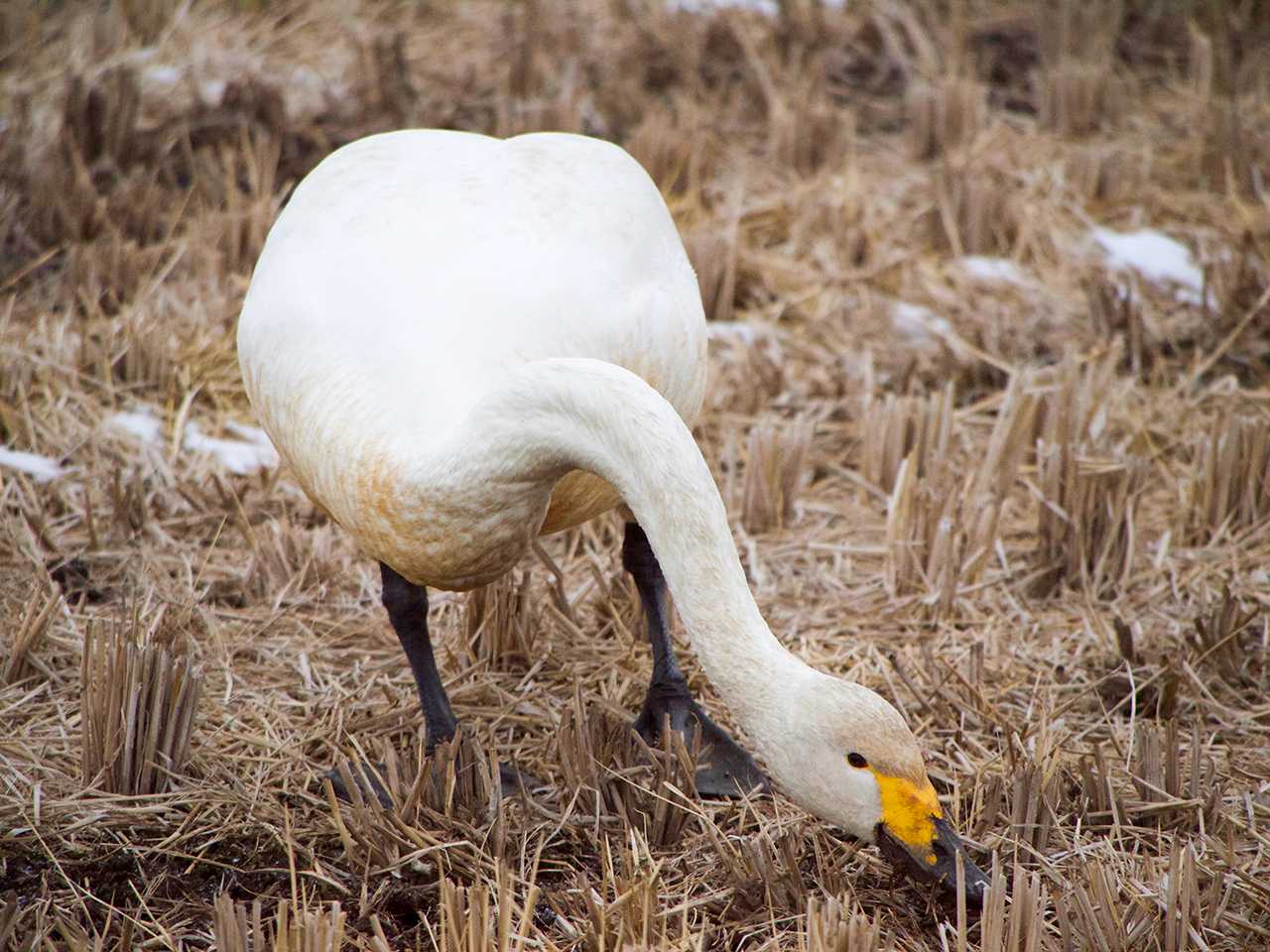 宮城県仙台市・その辺の田んぼ オオハクチョウの写真 by ごりぺん