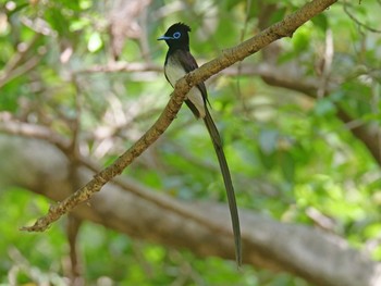 2021年5月9日(日) 金ヶ崎公園(明石市)の野鳥観察記録