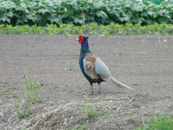 Green Pheasant Minuma Rice Field Sat, 5/8/2021