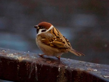 Eurasian Tree Sparrow 宮城県仙台市・台原森林公園 Sun, 1/15/2017