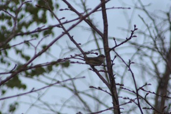 2021年5月9日(日) 北海道空知の野鳥観察記録