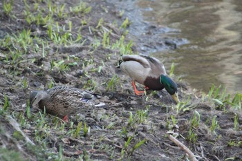 2021年5月8日(土) 苫小牧市の野鳥観察記録