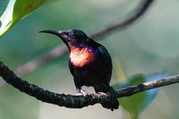 ノドアカタイヨウチョウ Sungei Buloh Wetland Reserve 2021年5月9日(日)