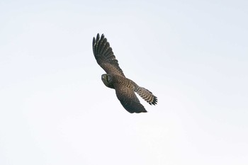 2021年4月11日(日) 江戸川河川敷の野鳥観察記録