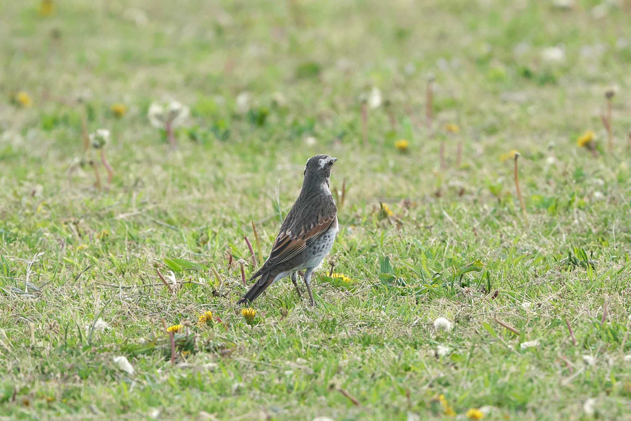 Photo of Dusky Thrush at 江戸川河川敷 by エバーラスティン