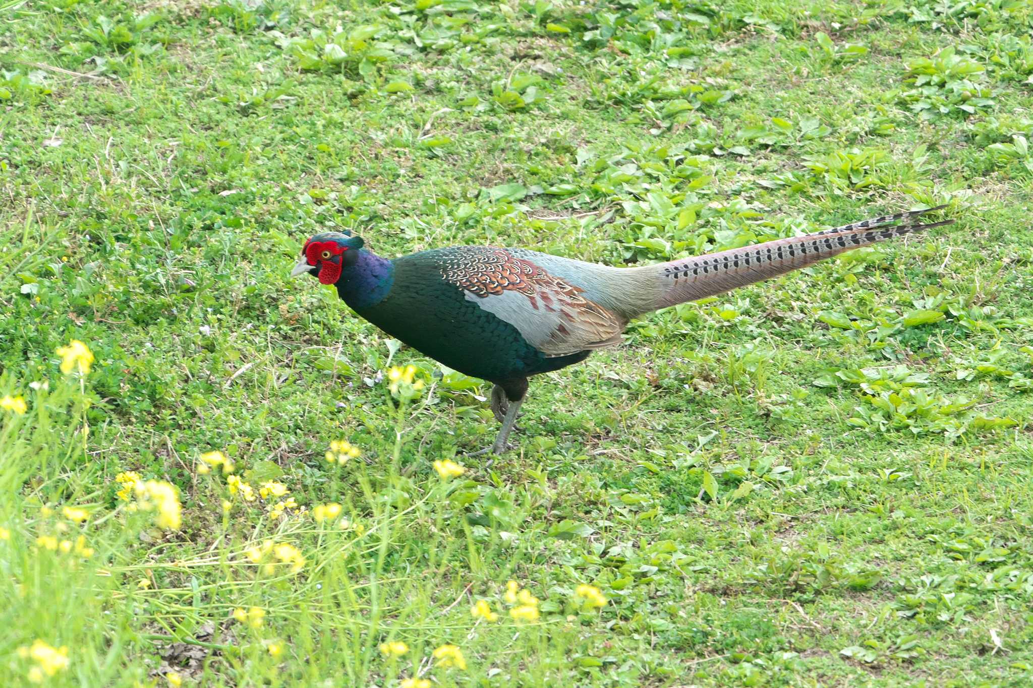 Photo of Green Pheasant at 江戸川河川敷 by エバーラスティン