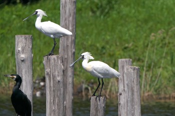 Black-faced Spoonbill Kasai Rinkai Park Sun, 4/18/2021