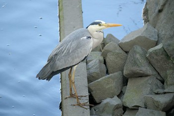 Grey Heron Kasai Rinkai Park Sun, 4/18/2021