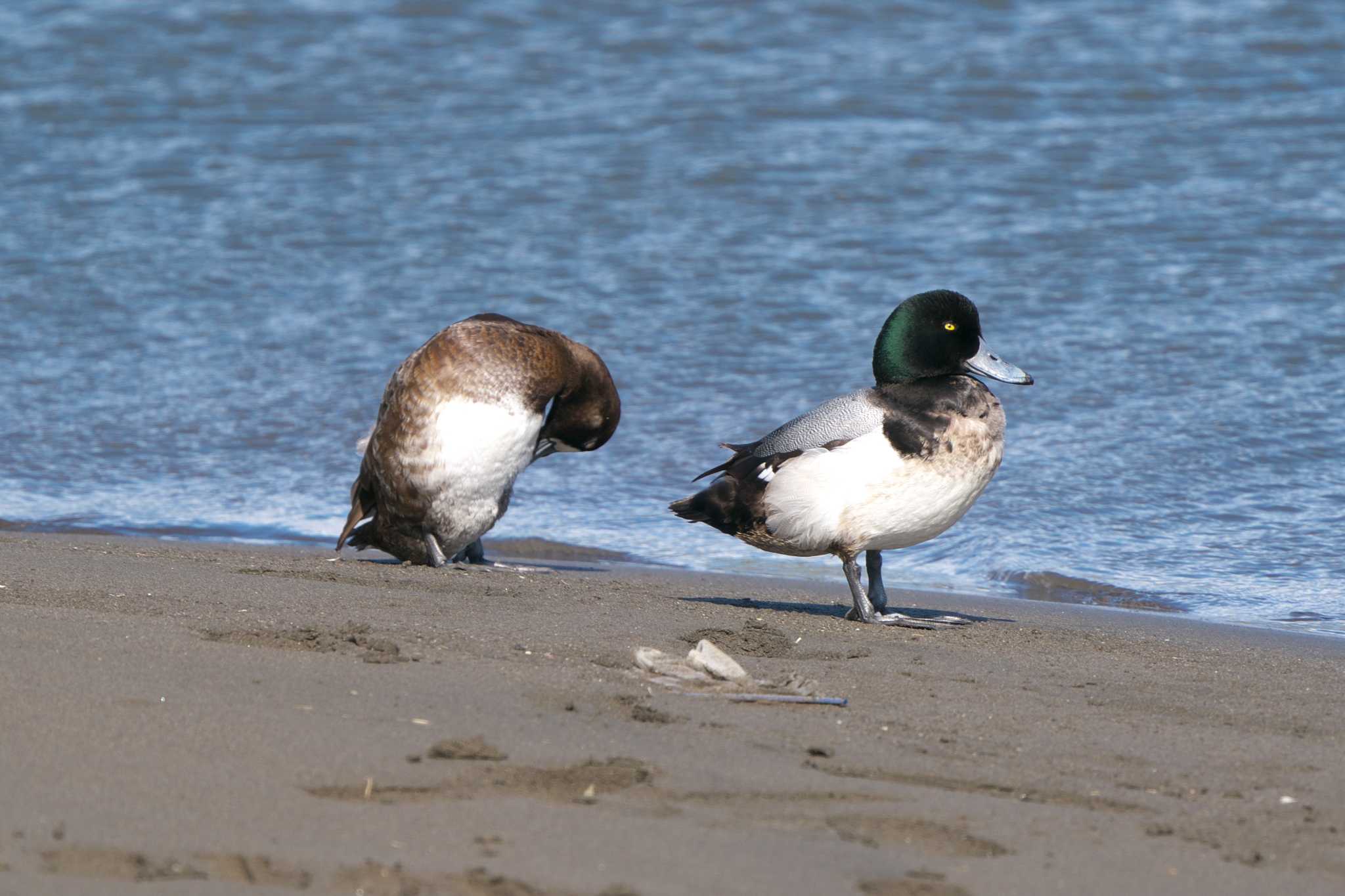 Photo of Tufted Duck at Kasai Rinkai Park by エバーラスティン