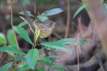 Masked Bunting Kasai Rinkai Park Sun, 4/18/2021