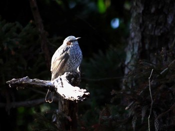 2017年1月21日(土) 宮城県仙台市・青葉山の野鳥観察記録