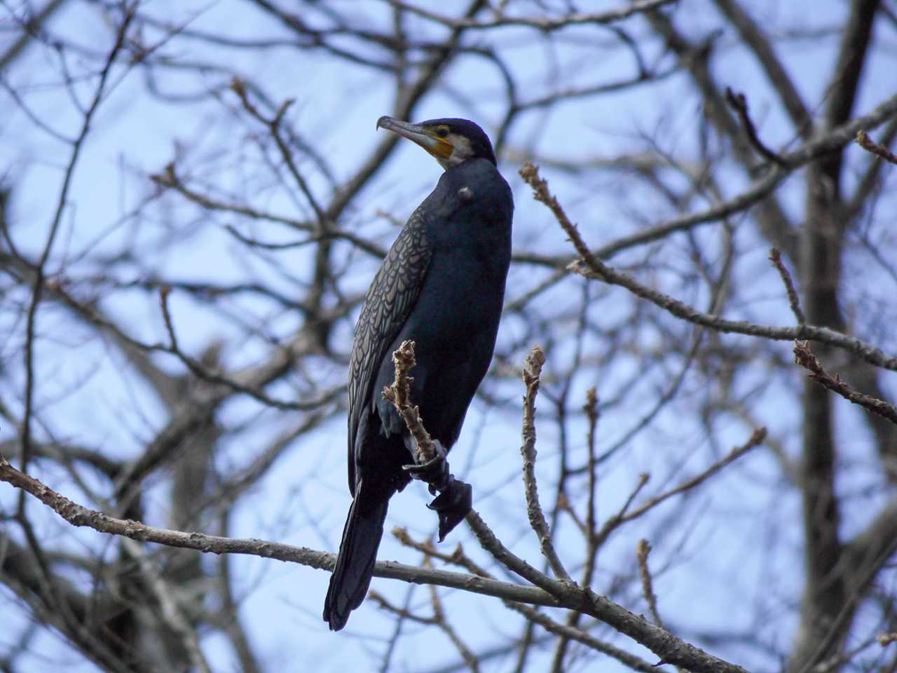 宮城県仙台市・青葉山 カワウの写真 by ごりぺん