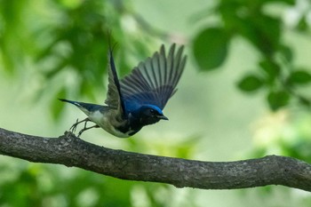 Blue-and-white Flycatcher 丹沢 Sun, 5/9/2021