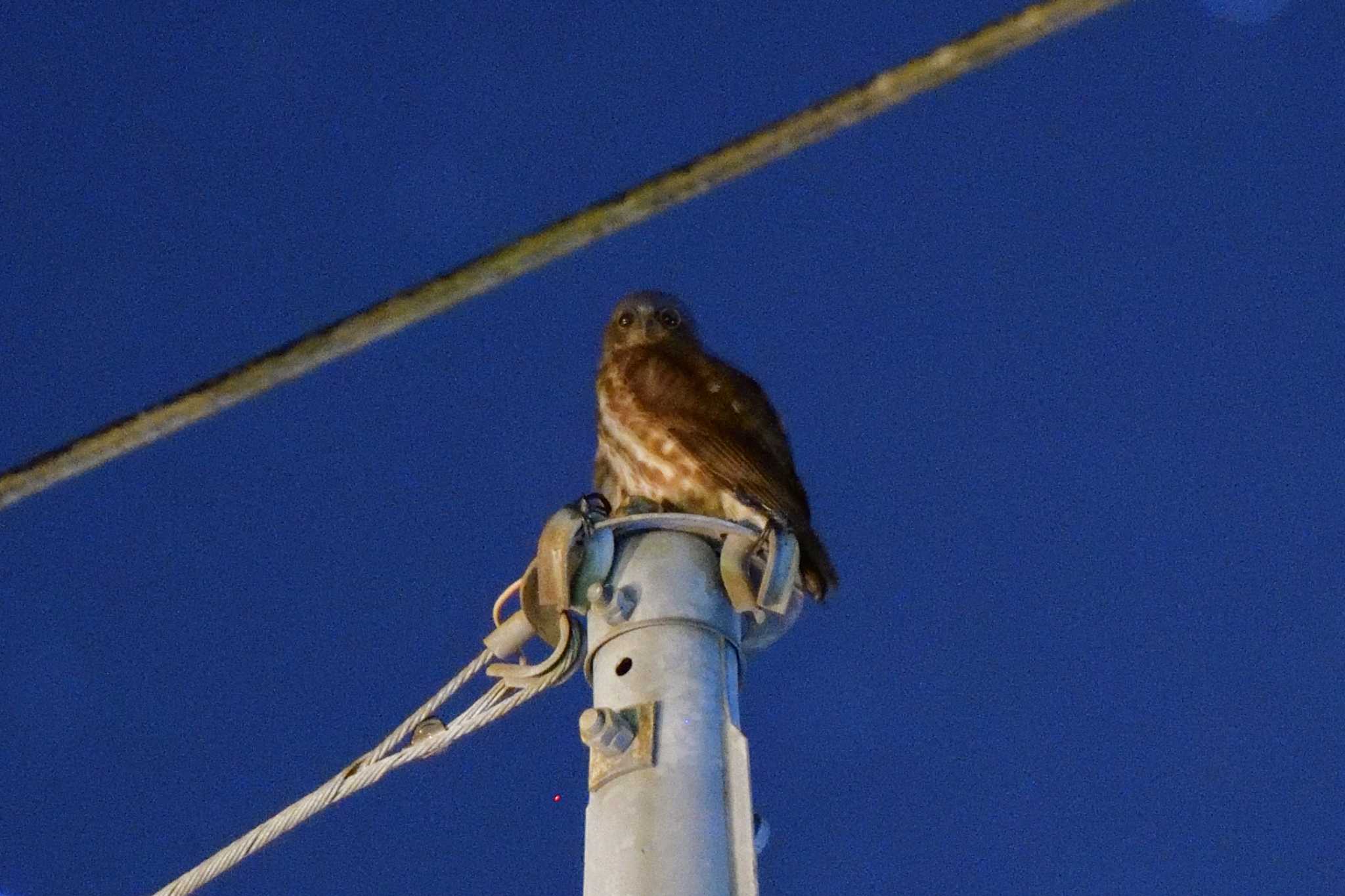  アオバズクの写真