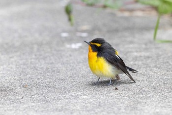 Narcissus Flycatcher Tobishima Island Sat, 5/1/2021