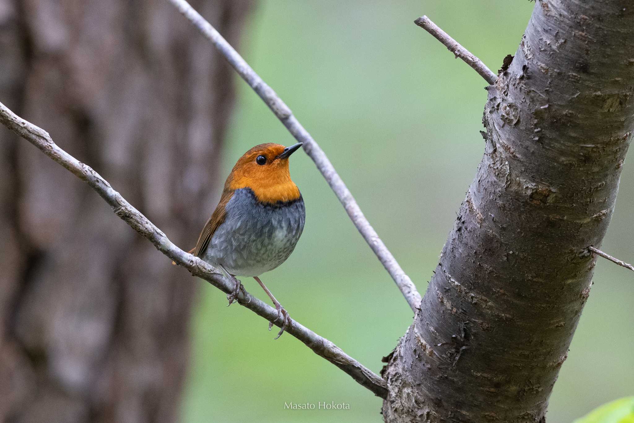 Photo of Japanese Robin at Tobishima Island by Trio