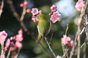 Warbling White-eye 須磨離宮公園 Sat, 2/20/2021