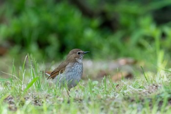 Rufous-tailed Robin Unknown Spots Mon, 5/3/2021