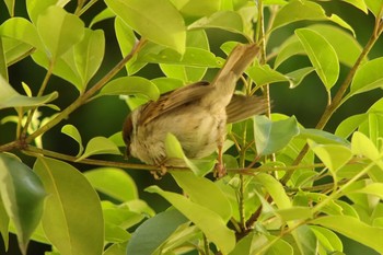 Eurasian Tree Sparrow Unknown Spots Mon, 5/10/2021