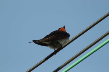 Barn Swallow Unknown Spots Mon, 5/10/2021