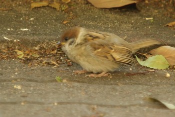 Eurasian Tree Sparrow Unknown Spots Mon, 5/10/2021