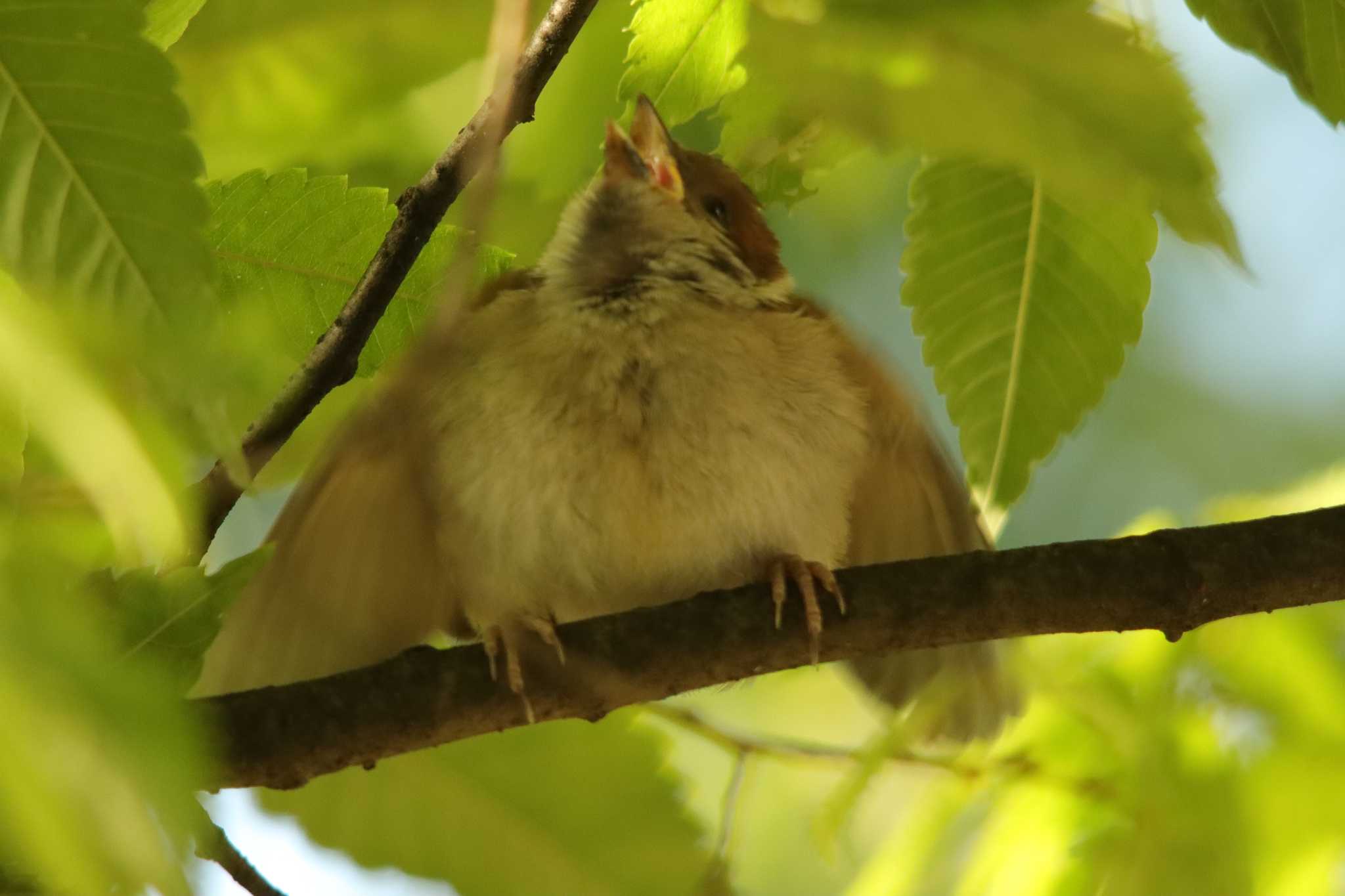 Photo of Eurasian Tree Sparrow at  by 蕾@sourai0443