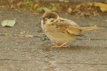 Eurasian Tree Sparrow Unknown Spots Mon, 5/10/2021