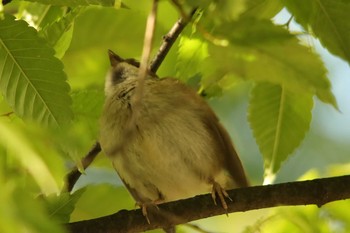 Eurasian Tree Sparrow Unknown Spots Mon, 5/10/2021