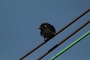 Barn Swallow Unknown Spots Mon, 5/10/2021