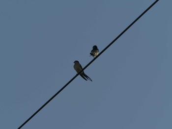 2021年5月10日(月) 松江市の野鳥観察記録