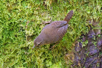 Eurasian Wren 日向渓谷 Sat, 5/8/2021