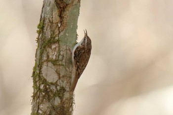 Eurasian Treecreeper Yanagisawa Pass Tue, 5/4/2021