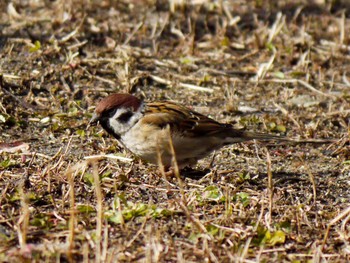 Eurasian Tree Sparrow 宮城県仙台市・青葉山 Sat, 1/21/2017