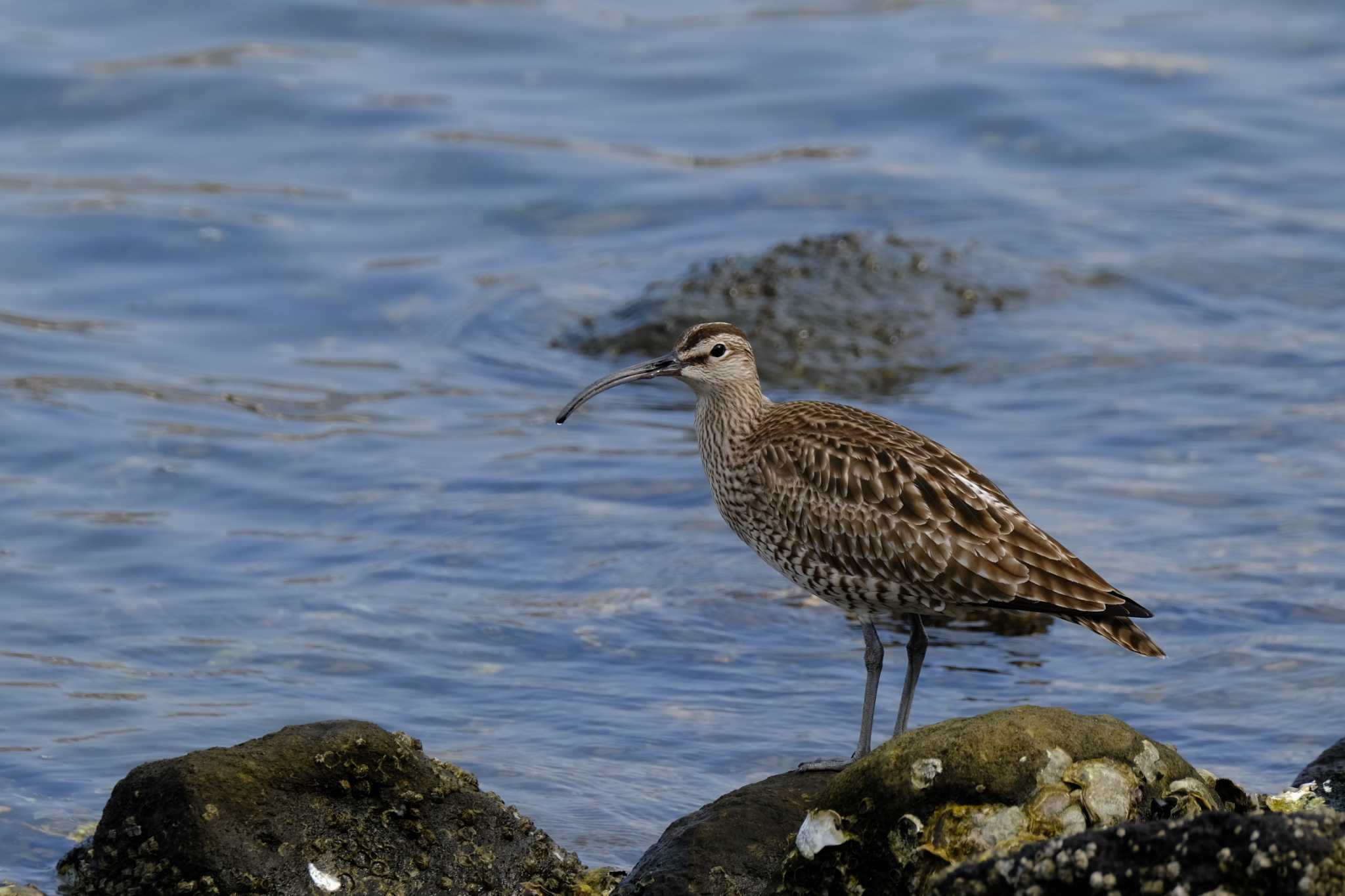 Photo of Eurasian Whimbrel at 東京都 by toru