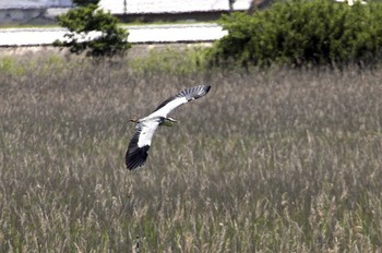 アオサギ 妙岐ノ鼻 2021年5月10日(月)