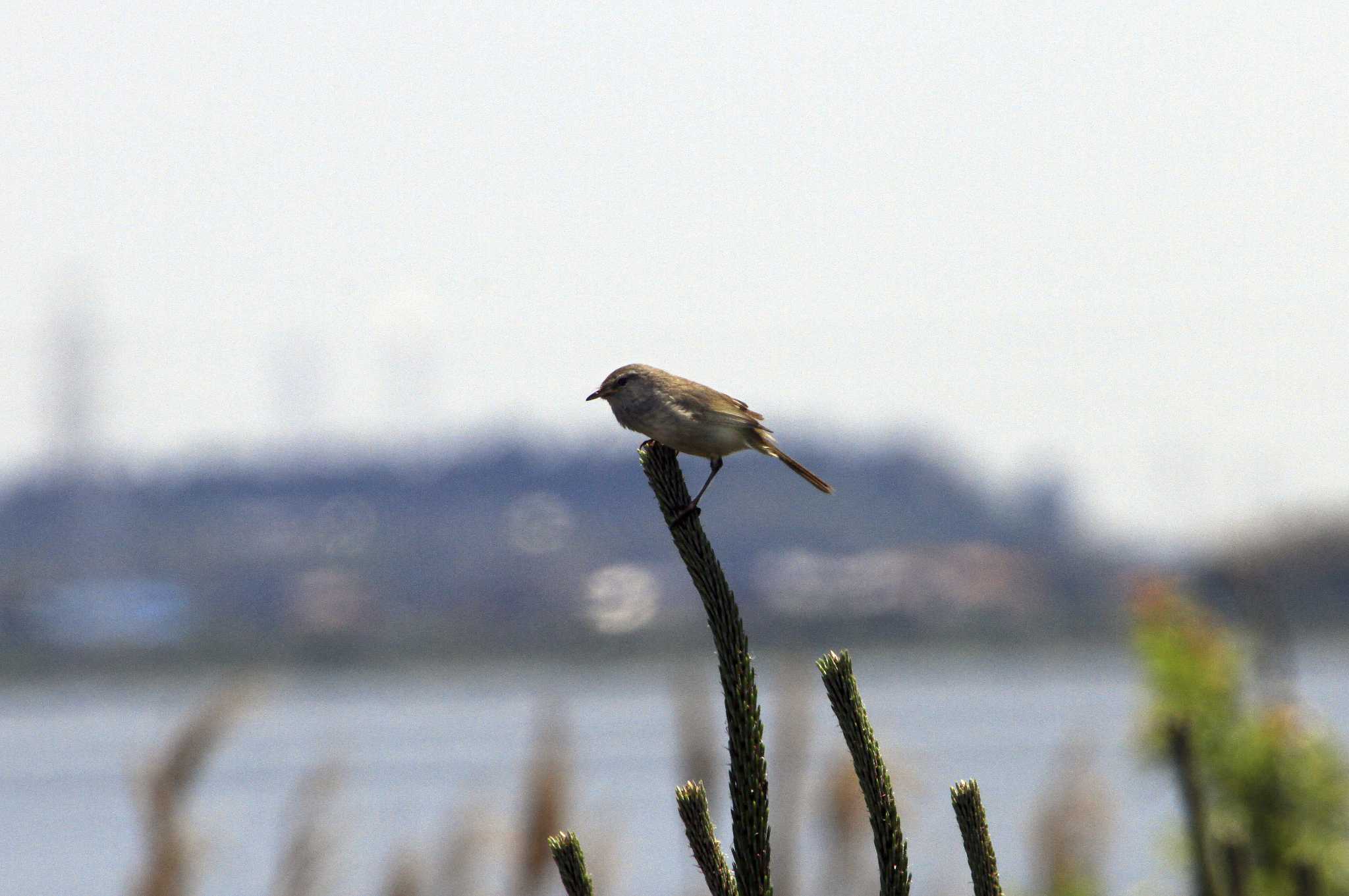 和田公園(稲敷市) ウグイスの写真