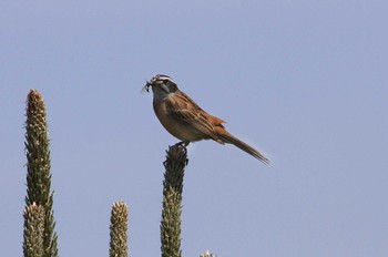 Mon, 5/10/2021 Birding report at 和田公園(稲敷市)