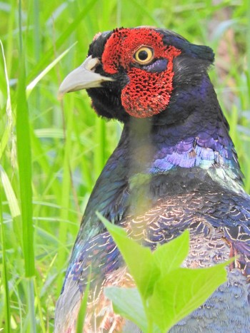 Green Pheasant 埼玉県飯能市 Mon, 5/10/2021