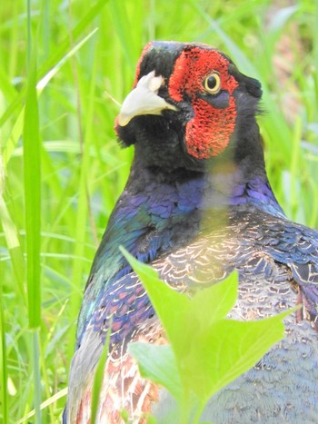 Green Pheasant 埼玉県飯能市 Mon, 5/10/2021