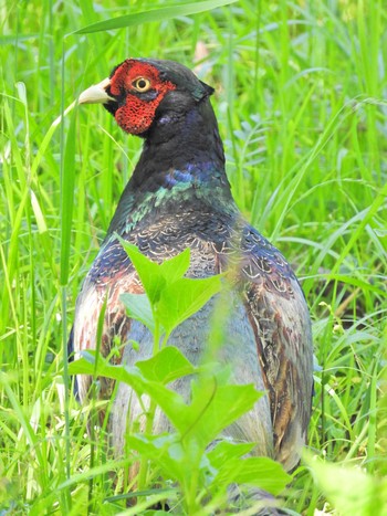 Green Pheasant 埼玉県飯能市 Mon, 5/10/2021