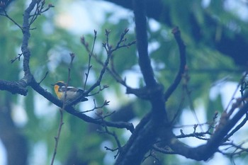 キビタキ 砧公園 2021年4月30日(金)