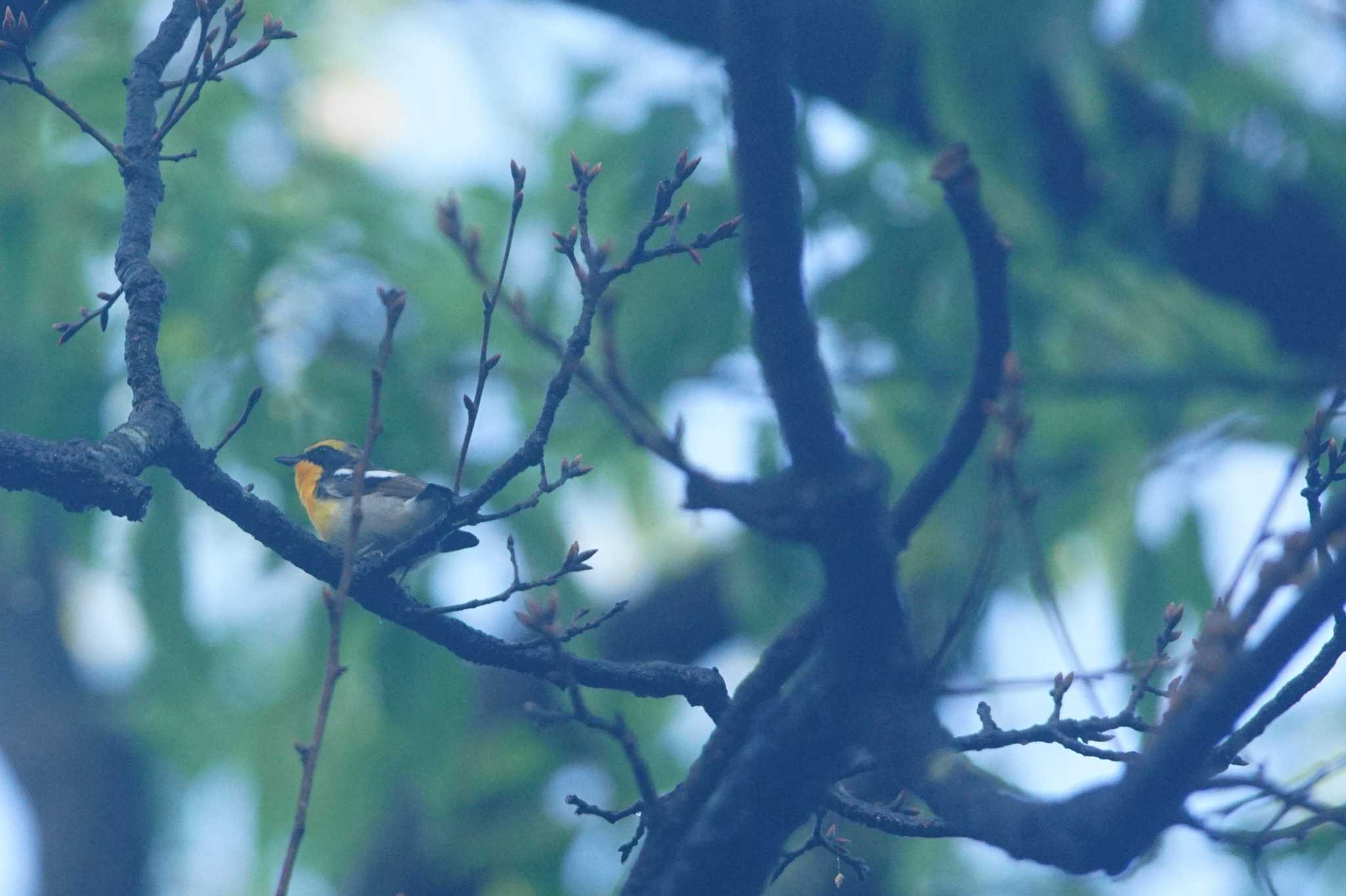 砧公園 キビタキの写真 by bea