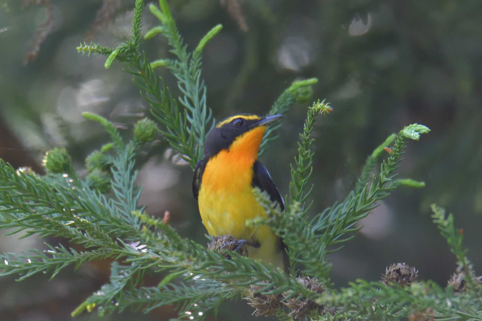 Photo of Narcissus Flycatcher at みなくち子どもの森 by masatsubo