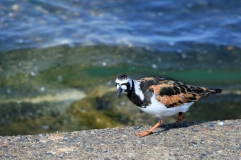 2021年5月10日(月) 日の出三番瀬沿い緑道の野鳥観察記録