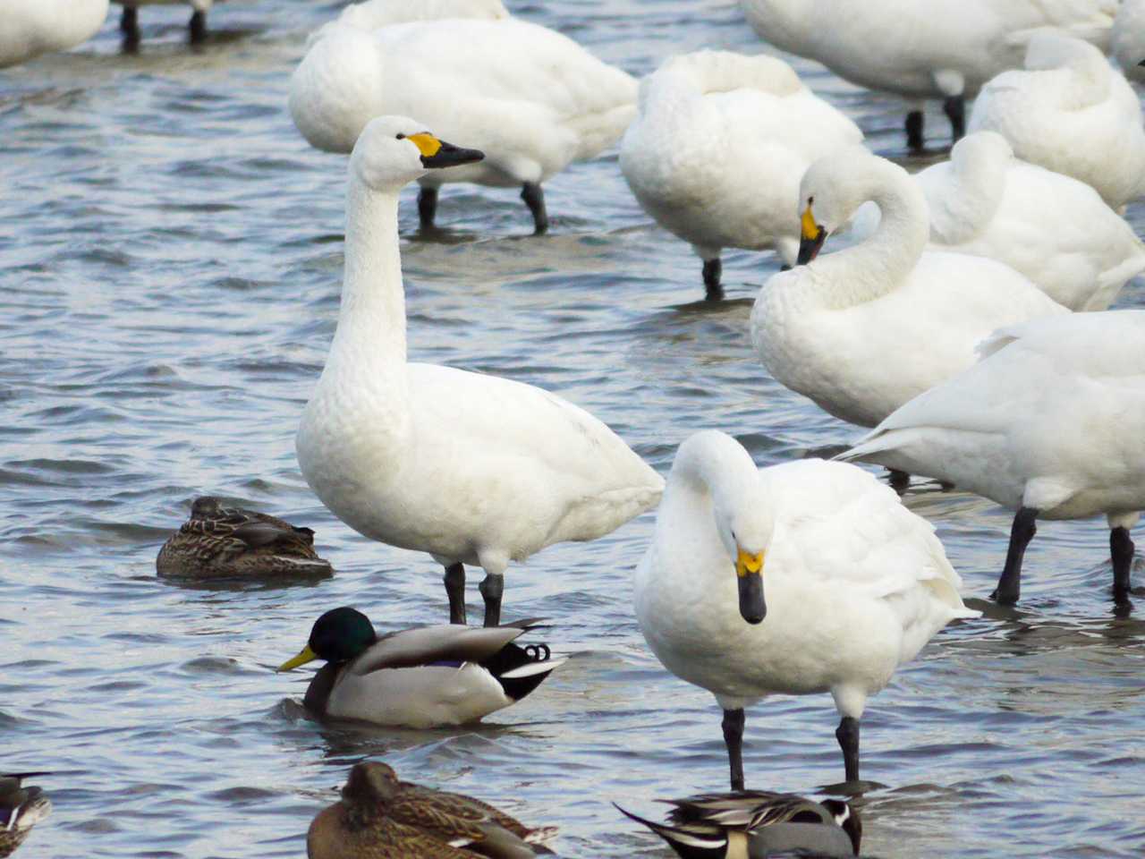 大沼(宮城県仙台市) コハクチョウの写真 by ごりぺん