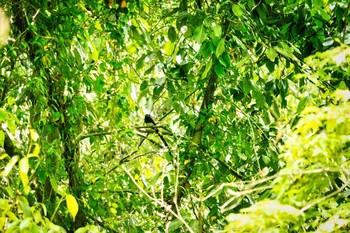 2021年5月8日(土) 東京の野鳥観察記録