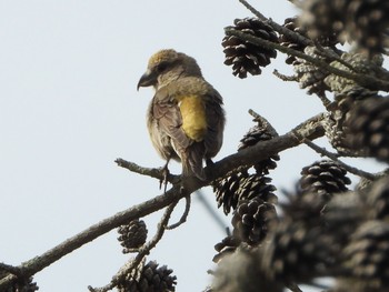 Red Crossbill 青森市野木和公園 Sun, 5/9/2021