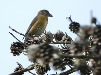 Red Crossbill 青森市野木和公園 Sun, 5/9/2021